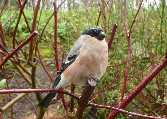 Au Palton 3* Raon-aux-Bois