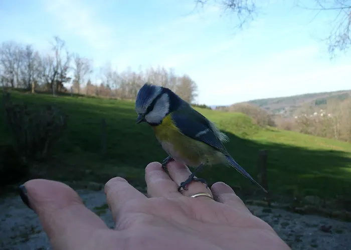 לינה וארוחת בוקר Au Palton Raon-aux-Bois