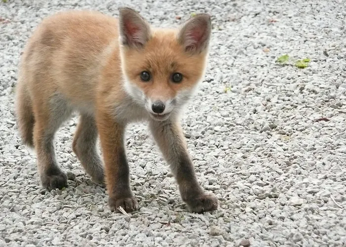 Au Palton לינה וארוחת בוקר 3*