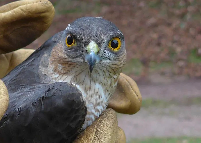 Au Palton Raon-aux-Bois