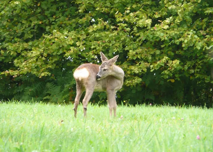Au Palton לינה וארוחת בוקר Raon-aux-Bois